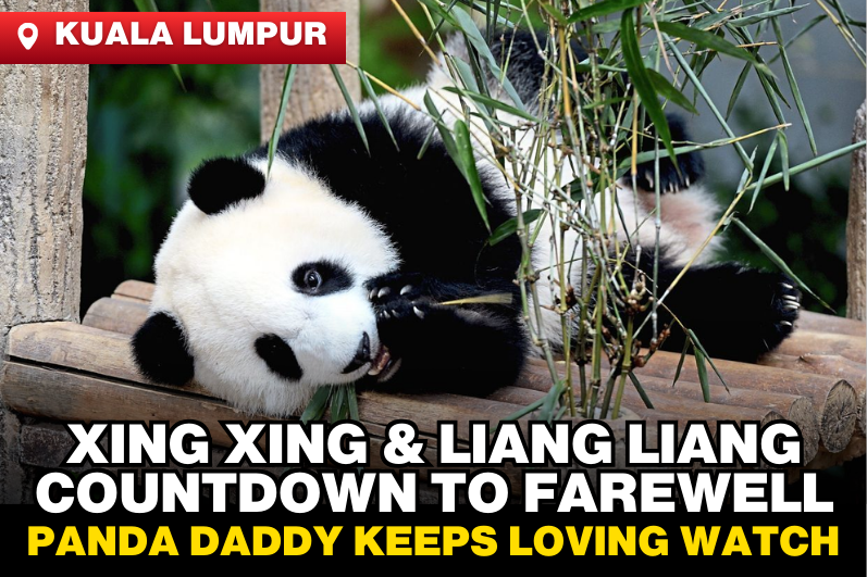 Exclusive｜Heartfelt Farewell Countdown: Panda Caretakers Stand Guard Over Xing Xing & Liang Liang
